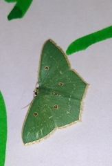 Cyclothea disjuncta