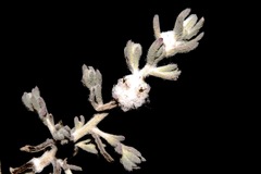 Dissocarpus paradoxus