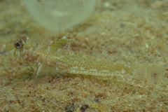 Nesogobius pulchellus