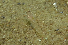 Nesogobius pulchellus