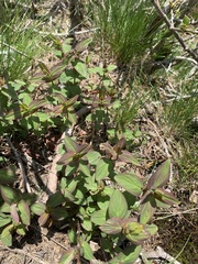 Hypericum graveolens