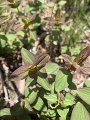 Hypericum graveolens