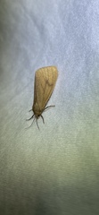 Virbia opella