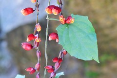 Thunbergia coccinea