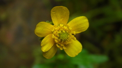 Ranunculus praemorsus