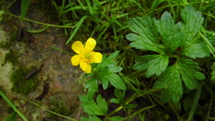 Ranunculus praemorsus