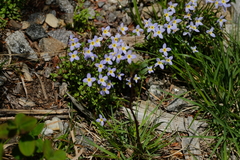 Houstonia serpyllifolia