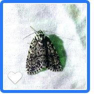 Acronicta heitzmani
