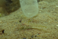 Nesogobius pulchellus
