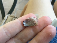 Stomatella impertusa