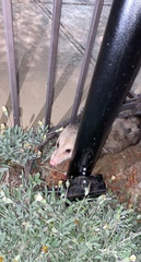 Didelphis virginiana