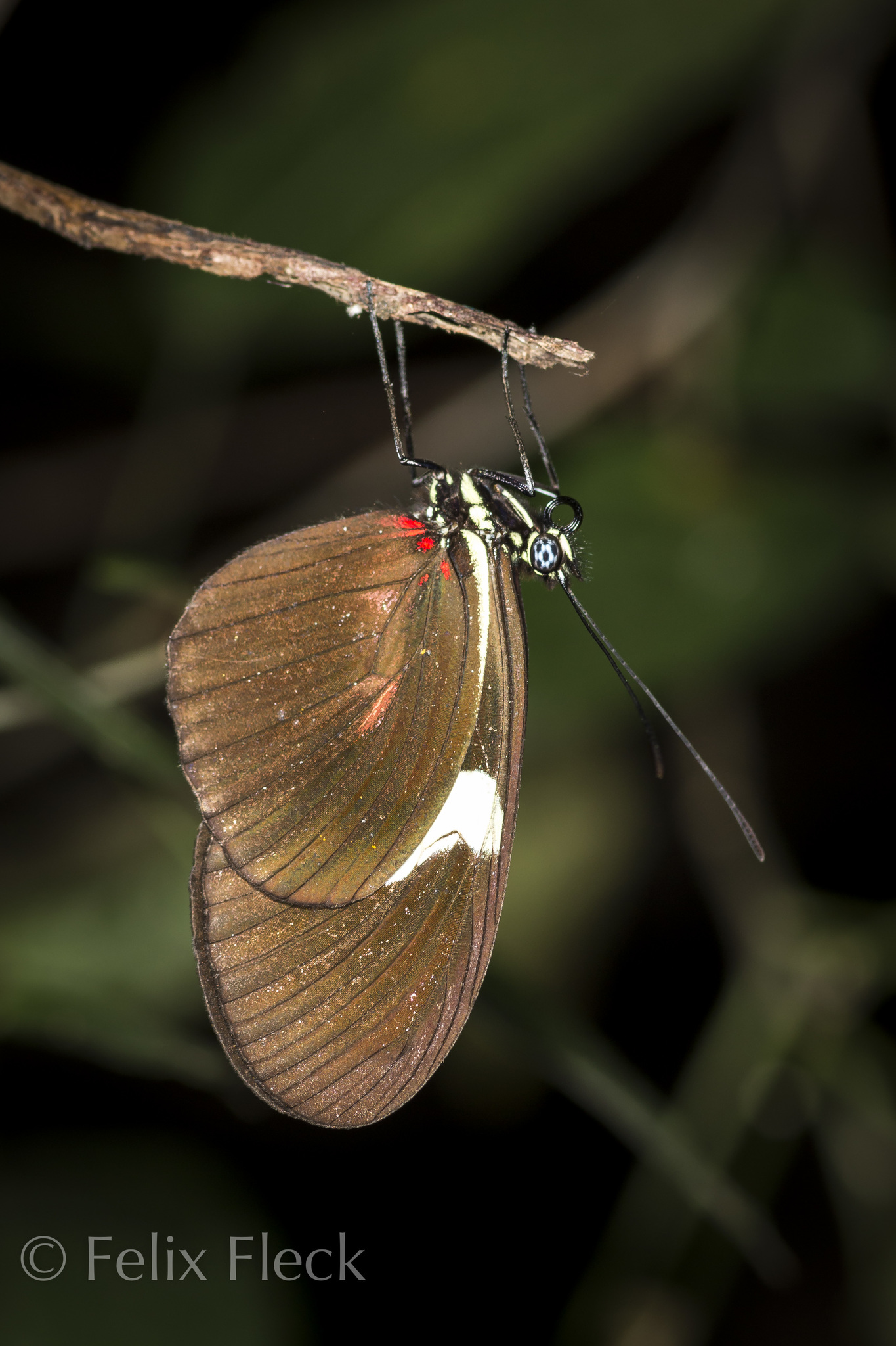 Heliconiini image