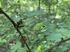 Ribes curvatum