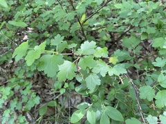 Ribes curvatum