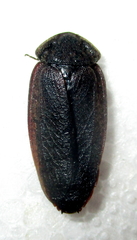 Derocalymma