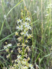 Schoenolirion wrightii