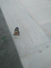 Eueides isabella