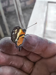 Eueides isabella