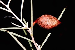 Hakea leucoptera leucoptera