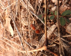 Pseudomethoca paludata