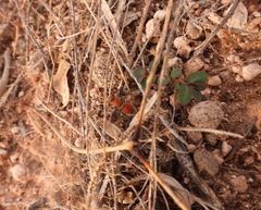 Pseudomethoca paludata