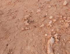 Pseudomethoca paludata