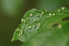 Eriophyes emarginatae