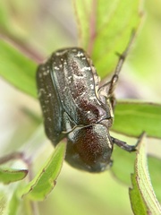 Euphoria sepulcralis