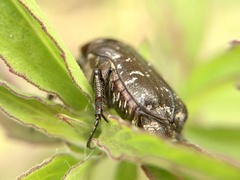 Euphoria sepulcralis