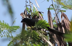 Crypsirina temia