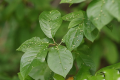 Eriophyes emarginatae