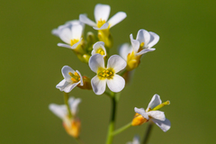 Arabidopsis suecica