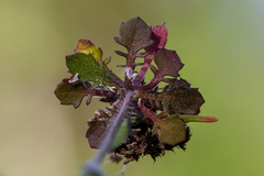 Arabidopsis suecica