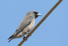 Ashy Woodswallow photo 2