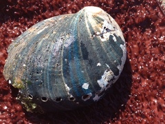 Haliotis cracherodii