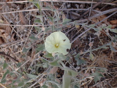 Calystegia malacophylla