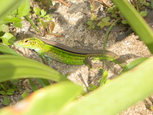 Cnemidophorus ruatanus