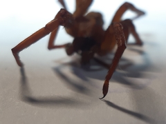 Gradungula sorenseni