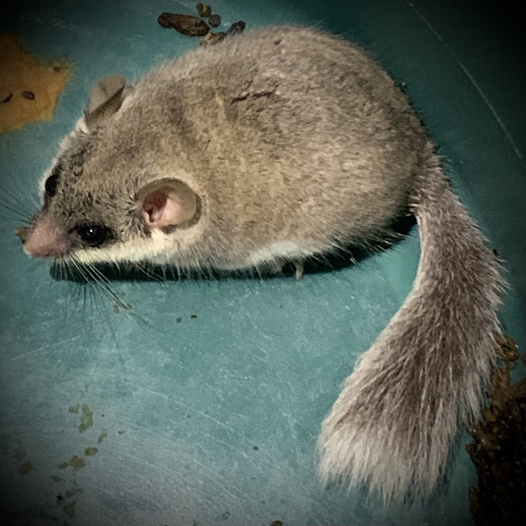 Large Savanna African Dormouse