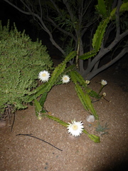 Cactaceae