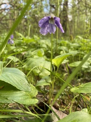 Viola uliginosa