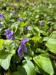 Viola uliginosa