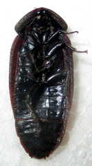Derocalymma