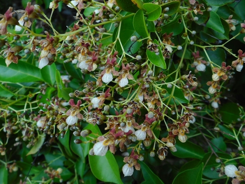 Vitex tripinnata · iNaturalist