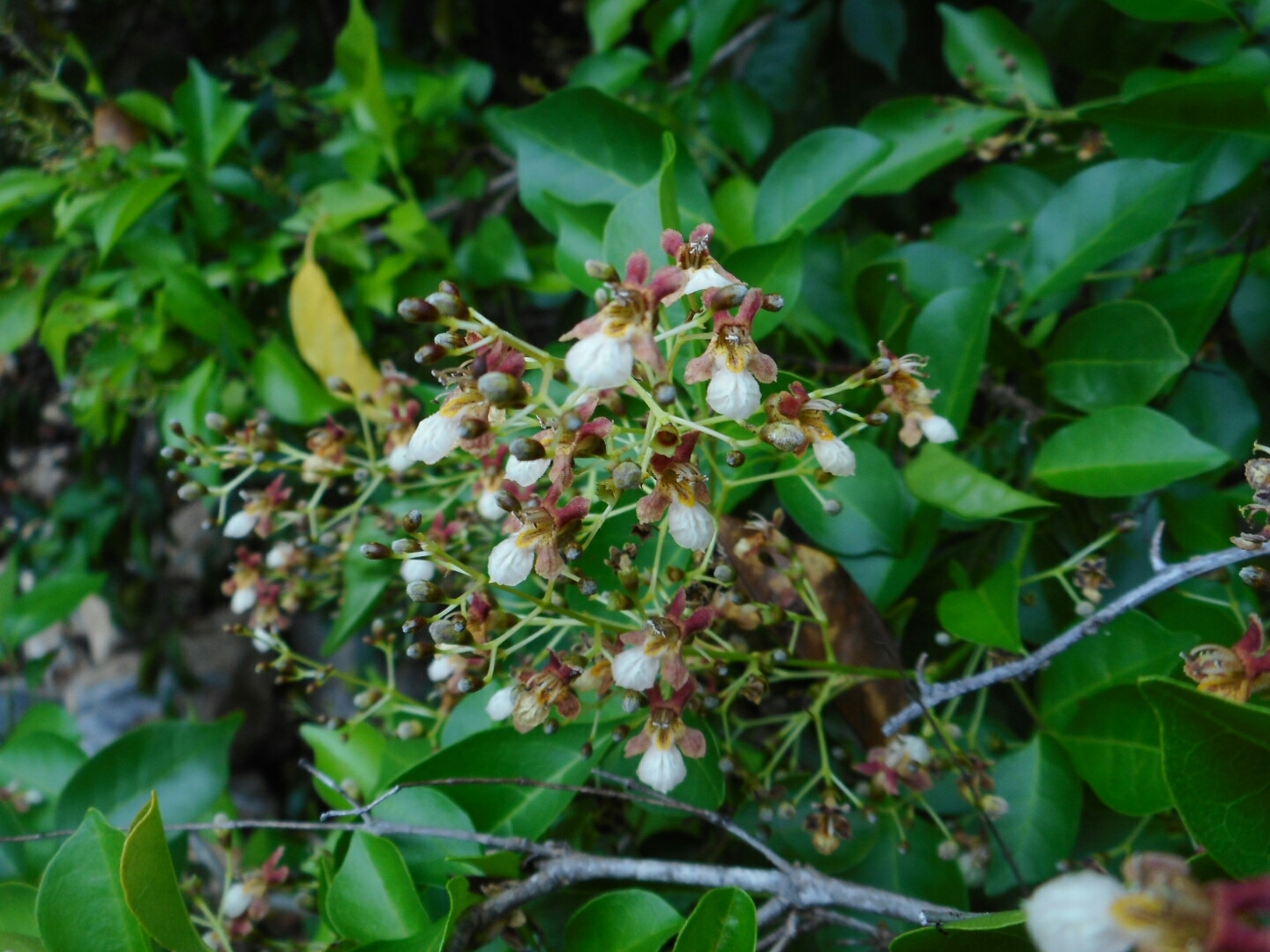 Vitex tripinnata — ảnh 3