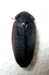 Derocalymma