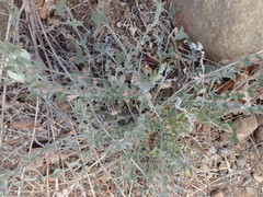 Calystegia malacophylla