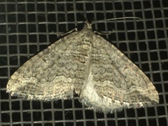 Perizoma custodiata