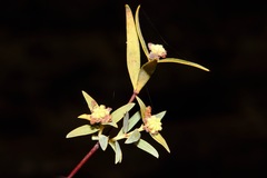 Pimelea microcephala