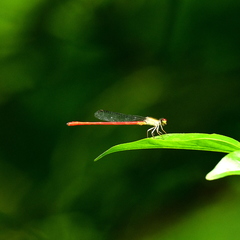 Ceriagrion praetermissum